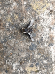 Exhyalanthrax simonae