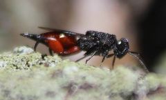 Phasgonophora sulcata