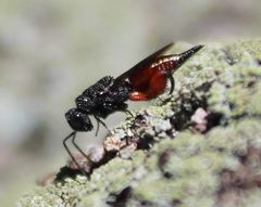 Phasgonophora sulcata