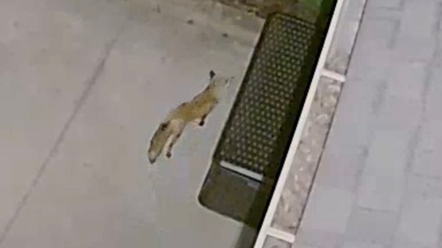 Red Fox photographed in Ohio