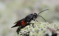 Phasgonophora sulcata