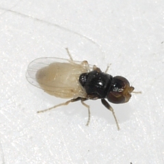 Malloewia abdominalis