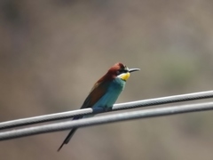 Merops apiaster
