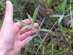 Lysimachia thyrsiflora