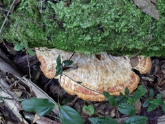 Piptoporellus soloniensis