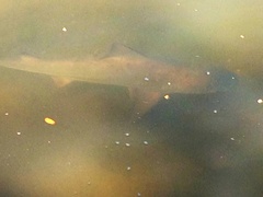 Carcharhinus leucas image
