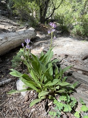 Primula fragrans