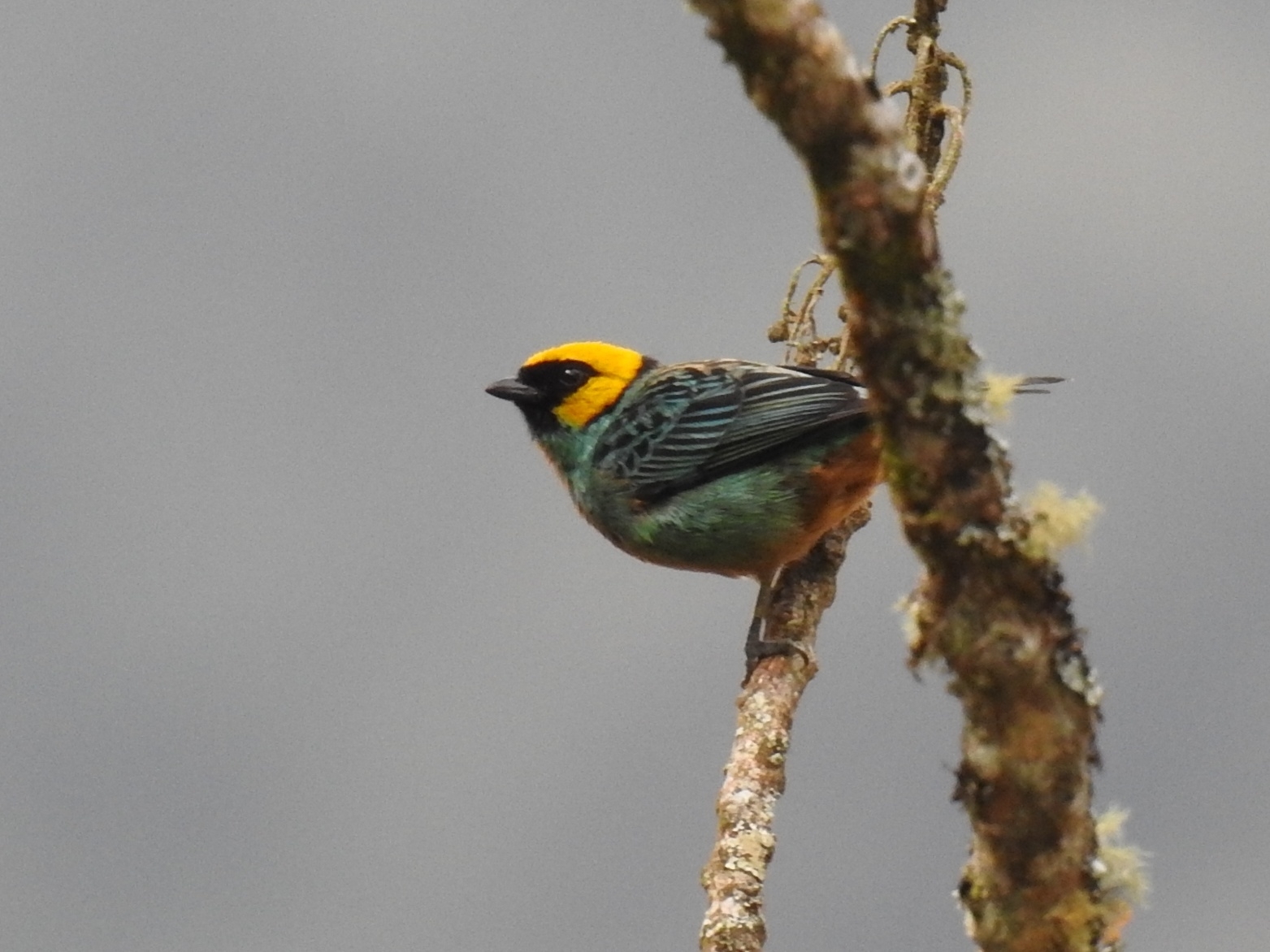 Saffron-crowned Tanager illustration