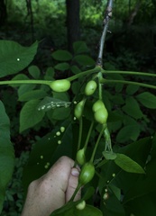 Phylloxera caryaemagna