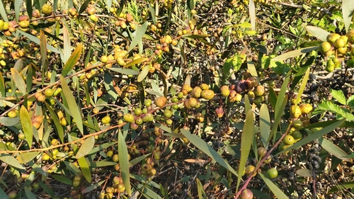 Longleaf Wattle Gall Wasp