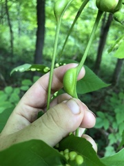 Phylloxera caryaemagna