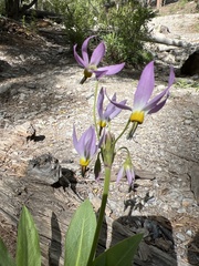 Primula fragrans