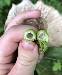 Phylloxera caryaemagna