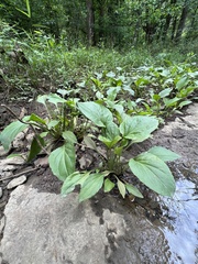 Plantago cordata