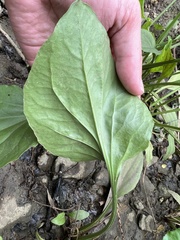 Plantago cordata