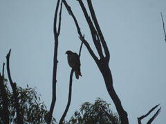 Buteo jamaicensis