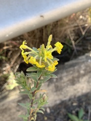 Lasiosiphon anthylloides