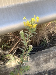 Lasiosiphon anthylloides