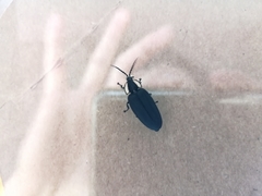 Photinus sturmii