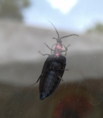 Photinus sturmii