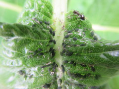 Aphis rumicis