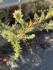 Lasiosiphon anthylloides