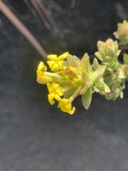 Lasiosiphon anthylloides