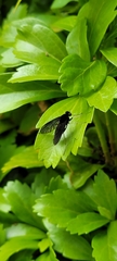 Chrysopilus velutinus