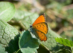 Lycaena ottomanus