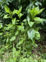 Pokeweed mosaic virus