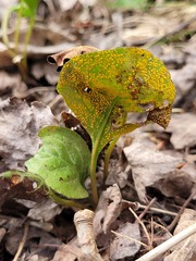 Rossmanomyces pyrolae