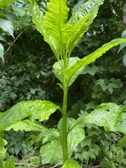 Pokeweed mosaic virus