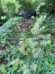 Dactylis glomerata