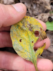 Rossmanomyces pyrolae