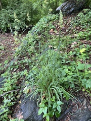 Dactylis glomerata
