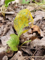 Rossmanomyces pyrolae