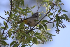 Leiothlypis crissalis × virginiae