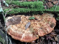 Piptoporellus soloniensis