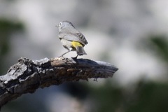 Leiothlypis crissalis × virginiae