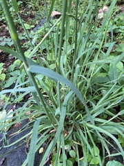 Dactylis glomerata