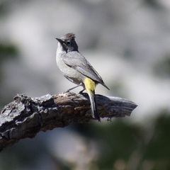 Leiothlypis crissalis × virginiae