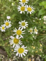 Erigeron