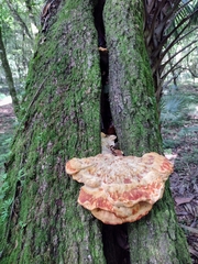 Piptoporellus soloniensis