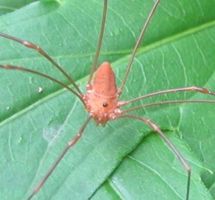 Leiobunum ventricosum