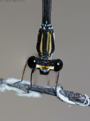 Nososticta koongarra