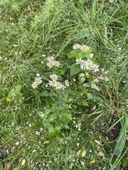 Erigeron
