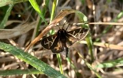 Apantesis franconia