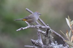 Leiothlypis crissalis