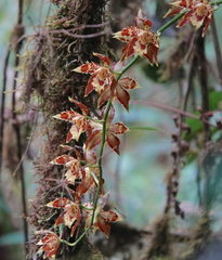 Oncidium luteopurpureum