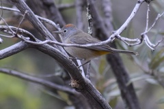 Leiothlypis crissalis